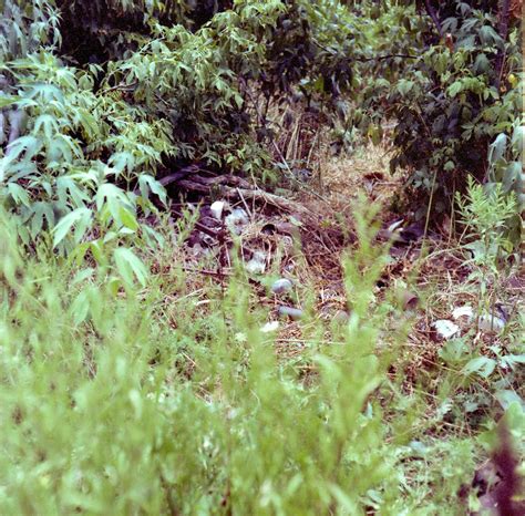 Unsolved Michigan murders of 1960s led police to John Norman Collins