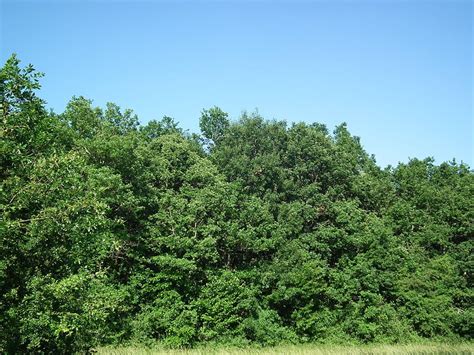 Charente Maritime Rando VTT Au coeur de la forêt de la Lande