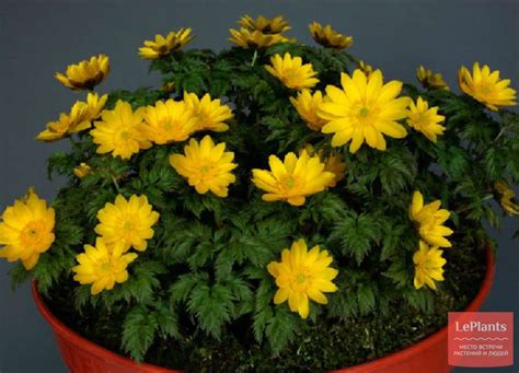 Адонис (Adonis) — описание, выращивание, фото | на LePlants.ru