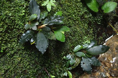 Bucephalandra sp Mahakam hulu 2016年11月画像 東南亜泥炭会 TEAM BORNEO