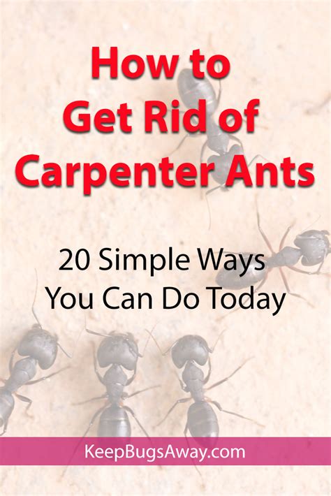 How To Get Rid Of Carpenter Ants 15 Simple Ways To Kill Carpenter Ants