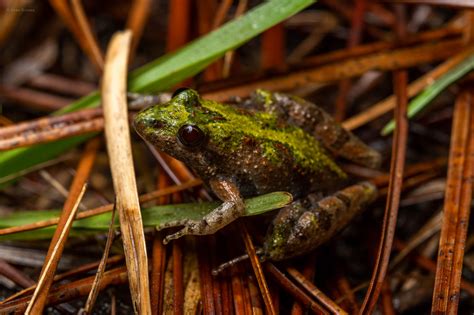 Southern Cricket Frog – Reptiles and Amphibians of Mississippi