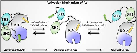 Allosteric Regulation Of Autoinhibition And Activation Of C Abl