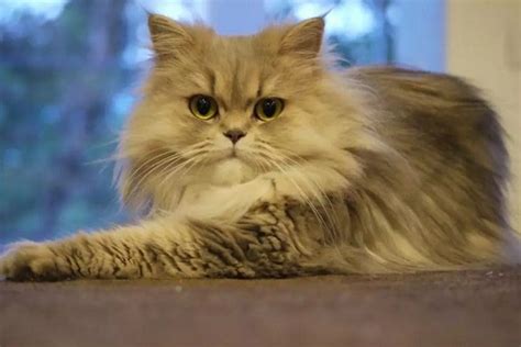 Persian Cat Breed Information And Characteristics