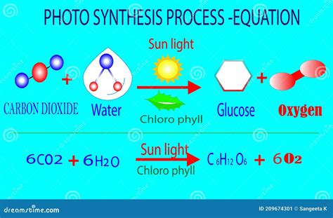 PHOTOSYNTHESIS Process 02 Molecule Or Oxygen Molecule Chemistry O2 Gas