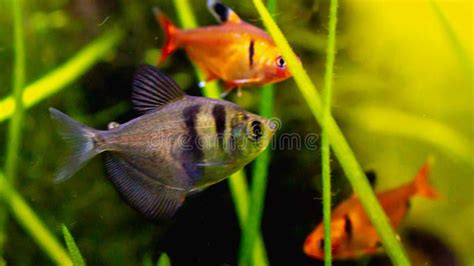 Black Skirt Tetra Fish / Black Widow Tetra Stock Photo - Image of ...