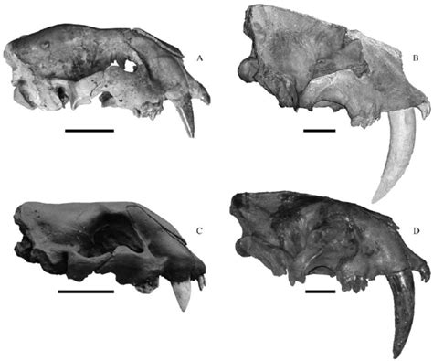 Smilodon Fatalis Fossil