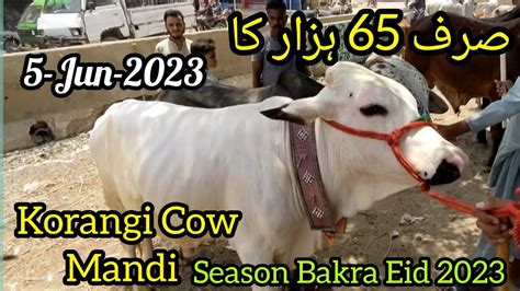 Korangi Cow Mandi Or Bakra Mandi Sab Sy Sasti Mandi Cattle Karachi