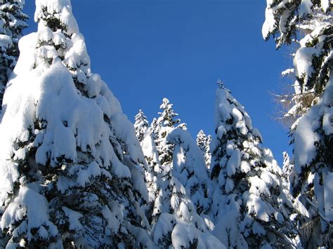 La Paganella Innevata 3 Dopo Una Abbondante Nevicata Flickr