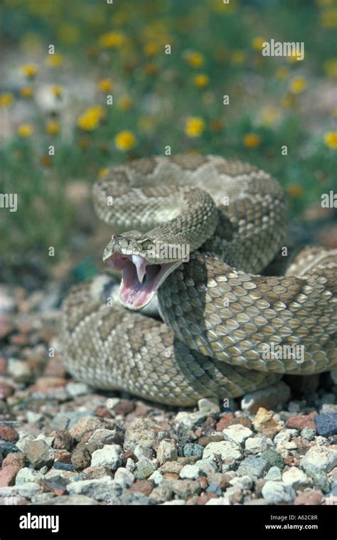 Mojave Rattlesnake Crotalus Scutulatus Arizona Stock Photo Alamy