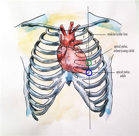 Apical Pulse