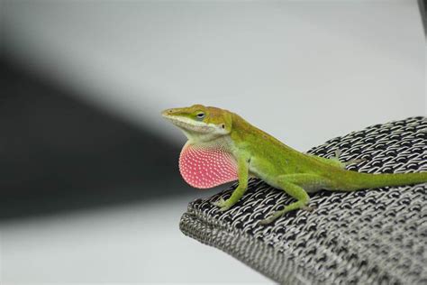 Green Anole Care Sheet: Diet, Habitat, & Drawbacks