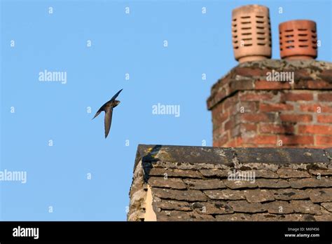 Common swift flying hi-res stock photography and images - Alamy