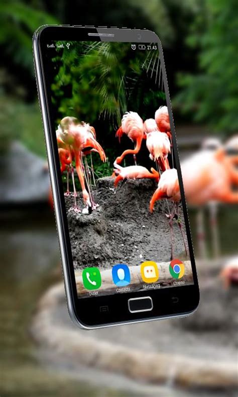 Download do APK de Flamingo Live Wallpaper para Android