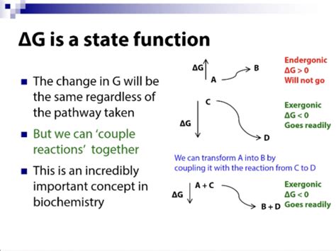 Lecture Bioenergetics Flashcards Quizlet