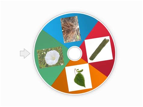 Partile Componente Ale Unei Plante Roata Aleatoare