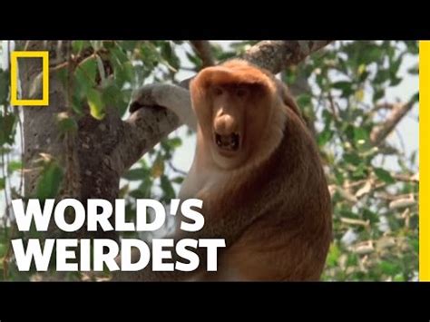 adaptations   proboscis monkey