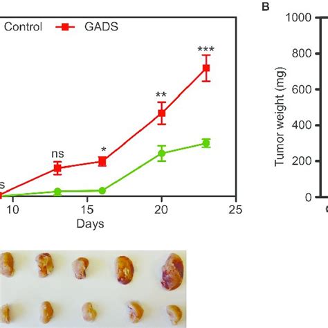 Gads Enhances Tumor Growth In A Mouse Xenograft Model Cells Were Download Scientific Diagram