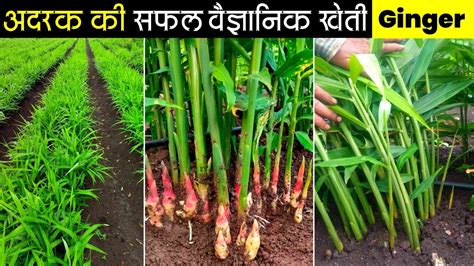 अदरक क खत Adrak ki kheti kaise karen 2023 म Ginger farming