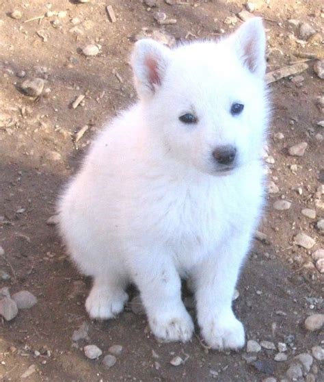 White German Shepherd Puppy Germanshepherds Shepherd Puppies