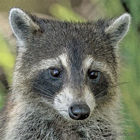 Raccoon Color Sketch Photograph by Larry Linton - Fine Art America