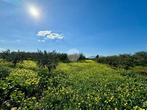 Terreno Agricolo Contrada Giambruno Partinico Rif 110152425