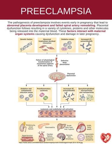 Placental Function By The Placenta Lab Issuu