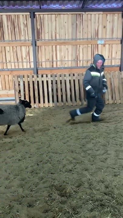 Боевые овцы КФХ ВИРОМА 🐑😁🫡 - YouTube