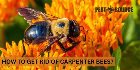 How To Get Rid Of Carpenter Bees Pest Source