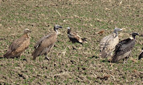 Vautour Oiseau À Croupion Photo Gratuite Sur Pixabay