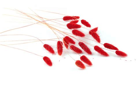 Red Fluffy Bunny Tails Grass Isolated On White Background Stock Image