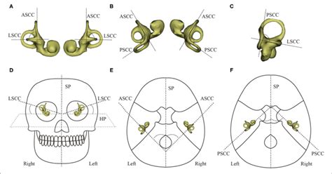 The Angles Between The Planes Of The Semicircular Canals And Between