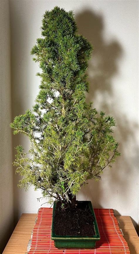 Fichtenbonsai Picea H He Baum Cm Tiefe Baum Cm