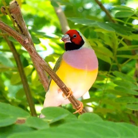 Gouldian Finch - Facts, Diet, Habitat & Pictures on Animalia.bio