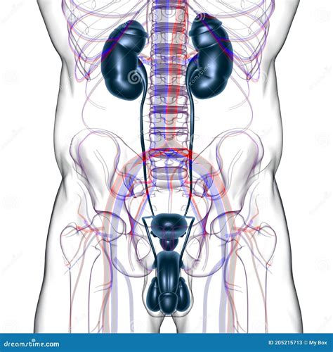 Anatomia Del Sistema Riproduttivo Maschile Per Il Concetto Medico 3d