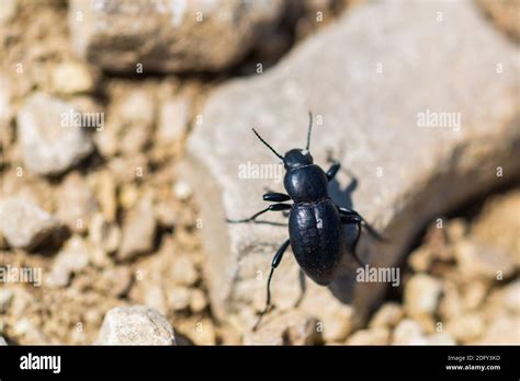 Desert Stink Beetle Or Eleodes Armata On A Stone Stock Photo Alamy