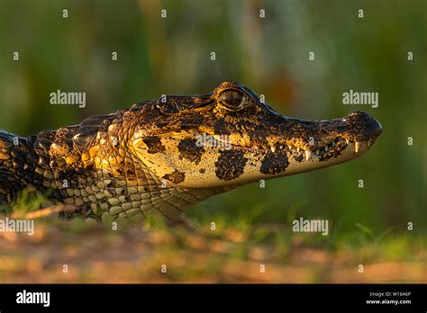 A Pantanal Caiman portrait Stock Photo - Alamy