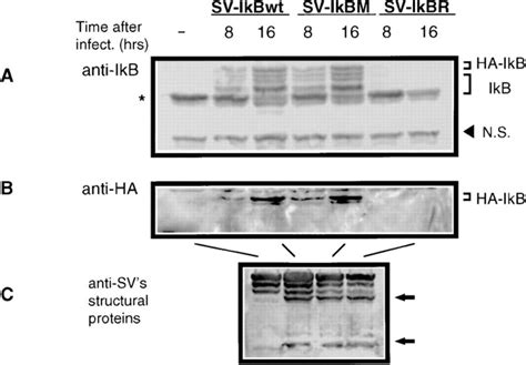 Inhibition Of Sv Induced Nf κb Activity In At 3 Cells By Heterologous Download Scientific