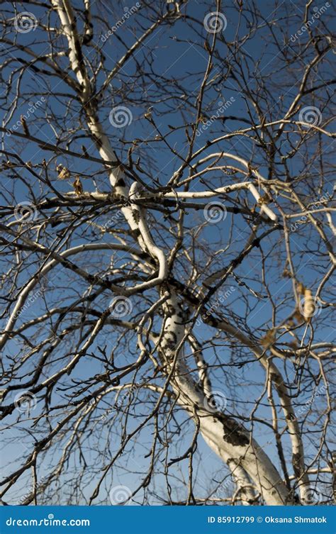 Birch Naked Branches On The Background Of Blue Sky Spring Stock Image