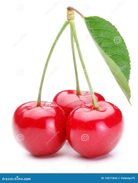 Three Cherries Stock Photo Image Of Green Freshness 15071844