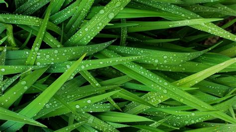 Green Leafed Plant Grass Green Water Water Drops Hd Wallpaper Wallpaper Flare