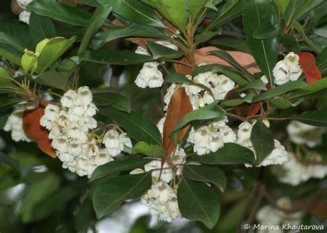 Trees of Tropical Asia - Elaeocarpus bancroftii