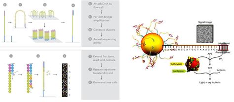 Dna Sequencing Technologies And Emerging Applications In Drug Discovery