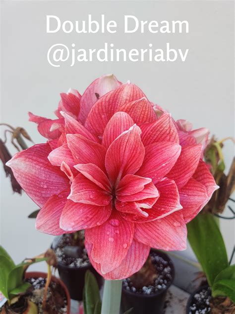 Amaryllis Double Dream Bulb - Etsy | Planting bulbs, Amaryllis, Spring
