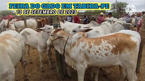 Feira Do Gado De Tabira PE Dia 13 09 2023 Juntas Pareas E Boi De