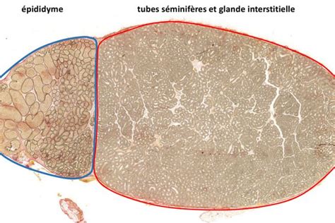 Blog Style Photo LABORATOIRE D HISTOLOGIE Et D EMBRYOLOGIE