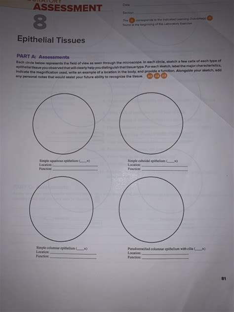 Solved Date Section Assessment Epithelial Tissues The Chegg