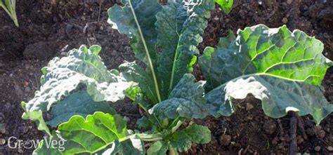 growing kale  great alternative  cabbage