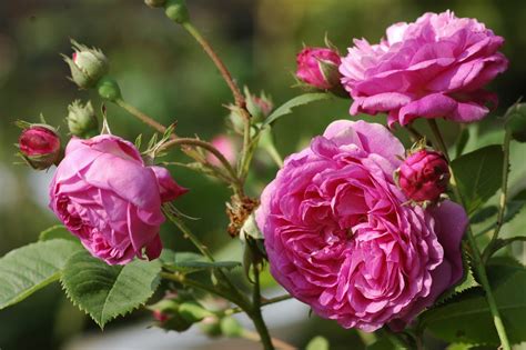 Rose Mercedes - rosa, bis zu 300cm (Rudolf Geschwind, 1886) | 1600 ...