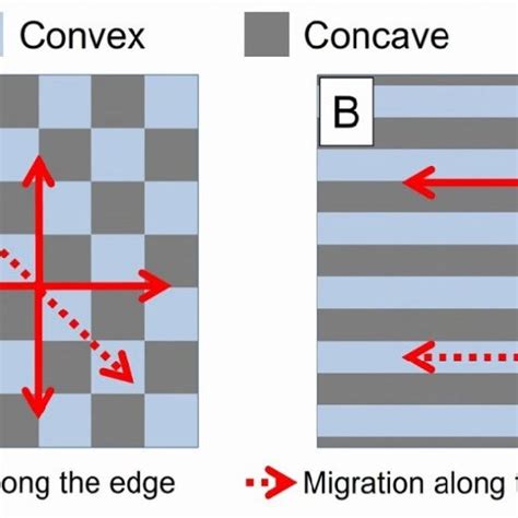 Direction of cell migration on the micropattern. (A) Cell migration on ...